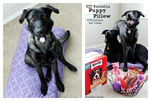 DIY Washable Puppy Pillow & Valentine's Day Treats / by Busy Mom's Helper #puppies #sewing #craft #Valentines #TreatThePups #Ad