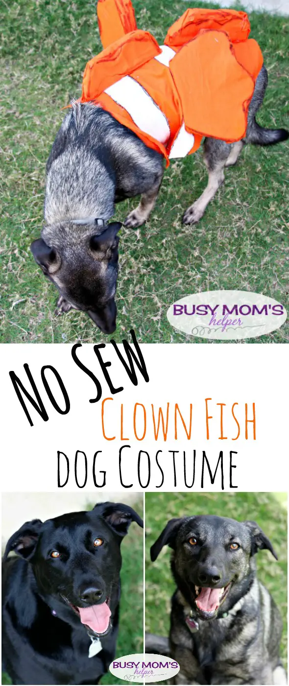 No Sew Clown Fish Dog Costume Busy Moms Helper