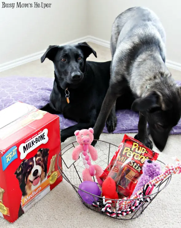 DIY Washable Puppy Pillow & Valentine's Day Treats / by Busy Mom's Helper #puppies #sewing #craft #Valentines #TreatThePups #Ad