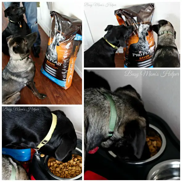 Better Nutrition For Your Dog & Other Tips / by Busy Mom's Helper #ProPlanPet #ad