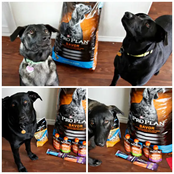 Better Nutrition For Your Dog & Other Tips / by Busy Mom's Helper #ProPlanPet #ad