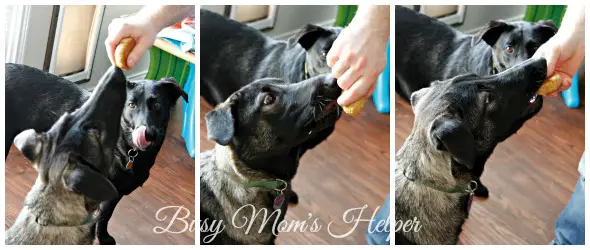 Peanut Butter Dog Treat Recipe / by Busy Mom's Helper / The Vacuum That Saved my Dogs #CleaningUntangled #ad #EurekaPower