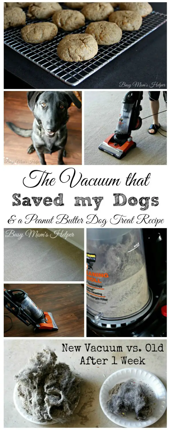 Peanut Butter Dog Treat Recipe / by Busy Mom's Helper / The Vacuum That Saved my Dogs #CleaningUntangled #ad #EurekaPower