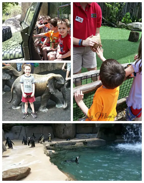 Dallas Zoo / Texas / Travel / by Busy Mom's Helper #BBBestSummerEver #ad