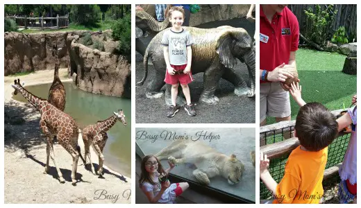 Our Day at Dallas Zoo