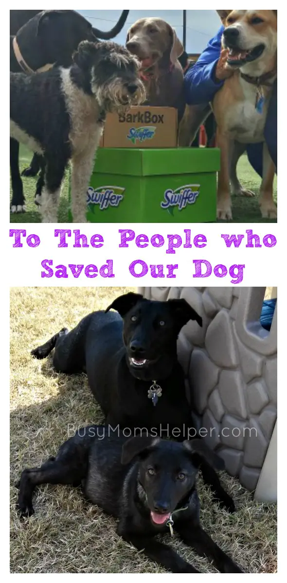 To the People who Saved Our Dog / by BusyMomsHelper.com #ShedHappens #SwifferFanatic @BarkBox @Swiffer #ad