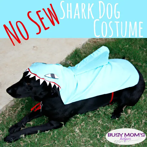 No Sew Clown Fish Dog Costume / by BusyMomsHelper.com