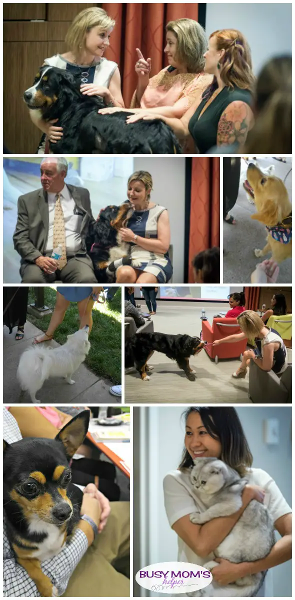 Lots of employees bring their pets to work with them at Purina, especially on Pets at Work Day #MeetPurina #ad