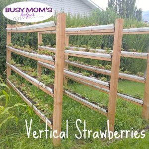 Vertical Strawberries by Nikki Christiansen for Busy Mom's Helper