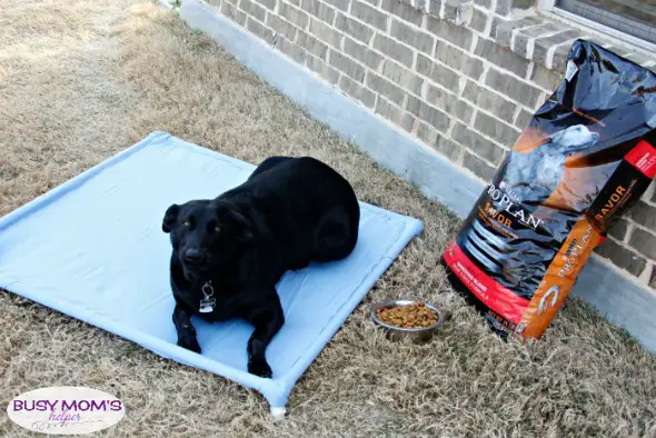 DIY PVC Dog Bed - Your pets will love this DIY PVC Dog Hammock Tutorial! #TheDogumentaries #ad