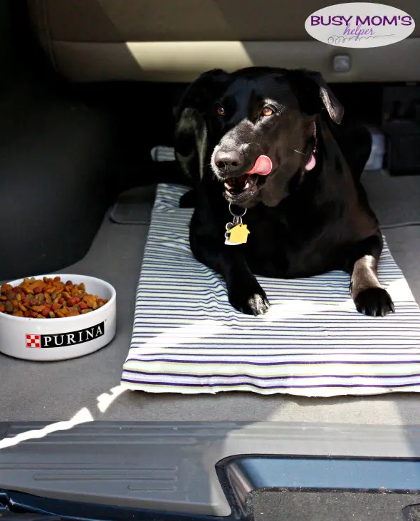 No Sew Dog Travel Cushion #FeedDogsPurina #ad @target
