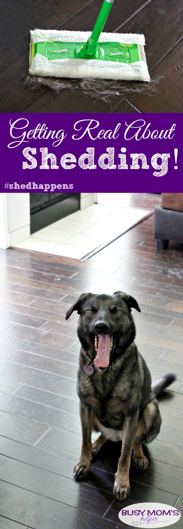 Getting Real About Shedding because #shedhappens #ad #swifferfanatic #pets #cleaning #pethair #dogs #puppies #animals