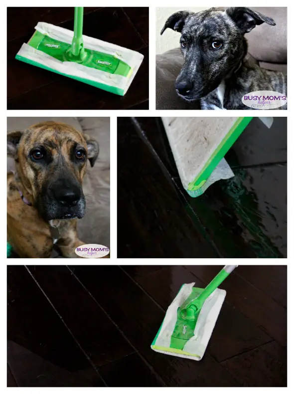 Pet Clean Up Made Easy #AD #DontSweatYourPet #SwifferFanatic