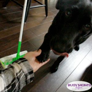 Pet Clean Up Made Easy #AD #DontSweatYourPet #SwifferFanatic