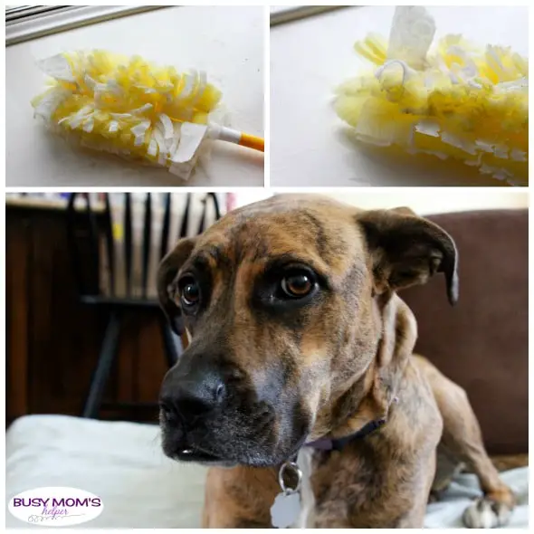 Spring Means Muddy Paws - but tackle the mess easily with your arsenal of Swiffer products! #ad #DontSweatYourPet #SwifferFanatic