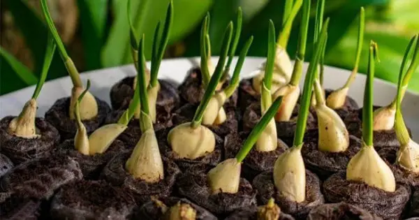 Grow Your Own Garlic to Use as a Natural Remedy
