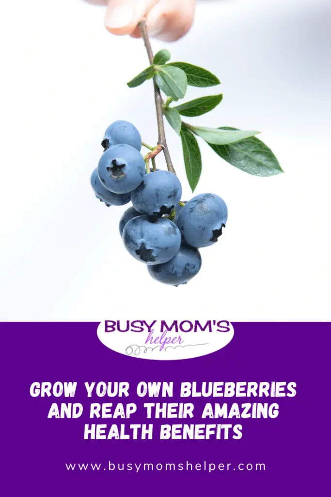 Grow-Your-Own-Blueberries-and-Reap-Their-Amazing-Health-Benefits-2