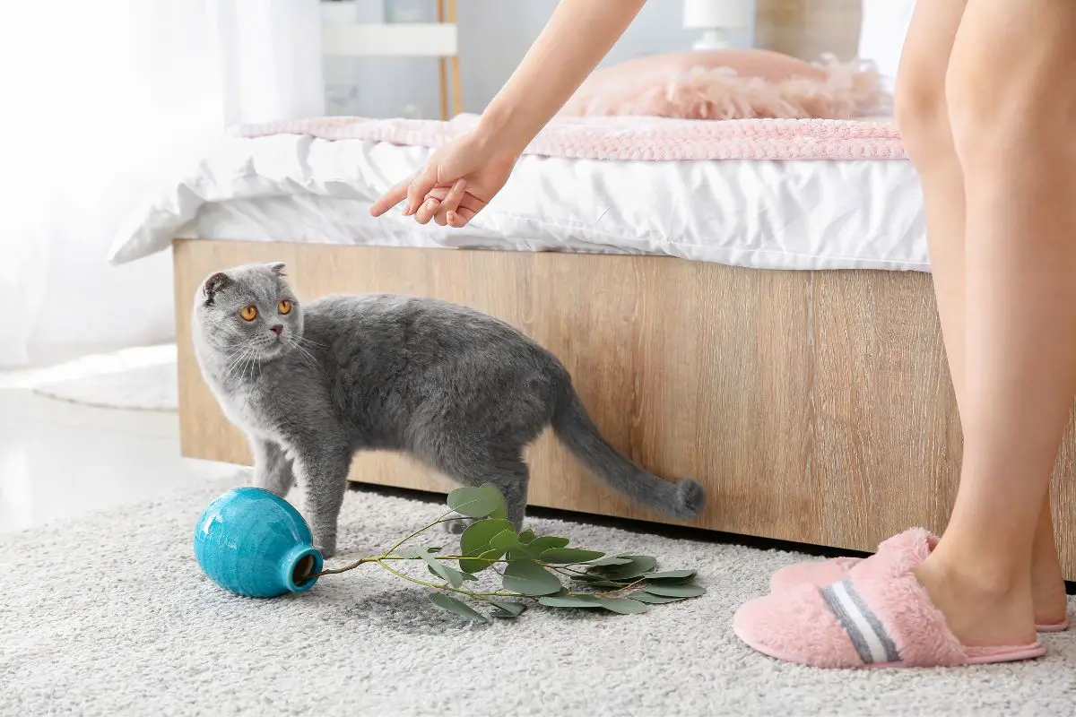 How To Keep A Cat Out Of A Crib - Basic Tips
